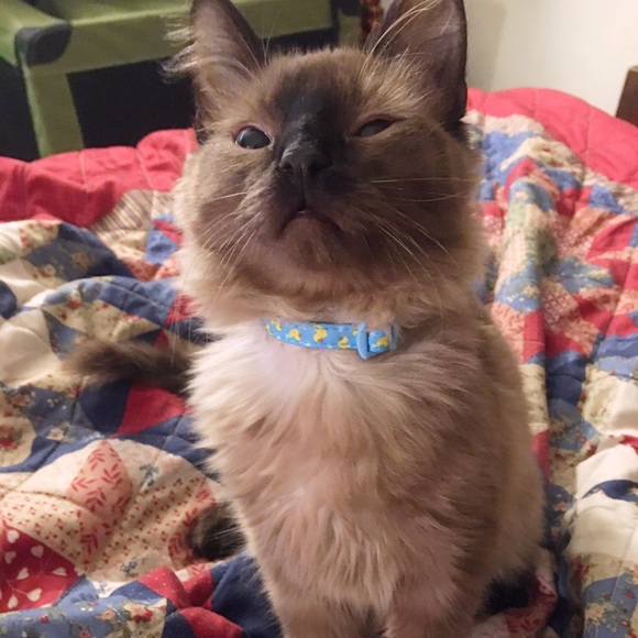 Meet your Posher, Ingrid - Picture 1 of 1